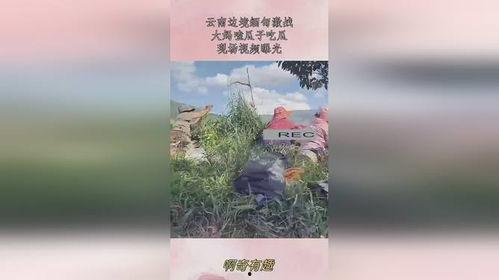 云南大妈吃瓜大战,一场别开生面的社区盛宴