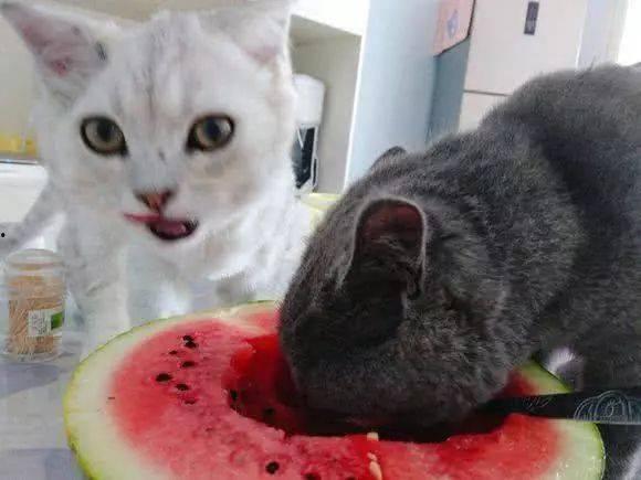 瓜哥吃瓜画猫视频大全,趣味横生的猫咪创作集锦