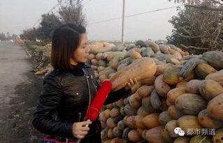 郑州吃瓜姐,揭秘网络红人的崛起与影响力